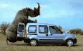 rhino.gif