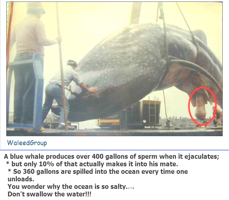whale.jpg